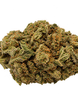 PAPAYA GOLD FLEUR CBD